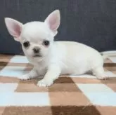 チワワ(スムース)