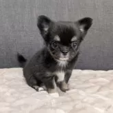 チワワ(ロング)