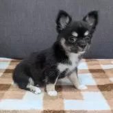 チワワ(ロング)