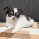チワワ(ロング)