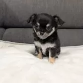 チワワ(ロング)