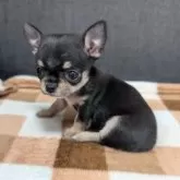 チワワ(スムース)