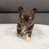 チワワ(ロング)