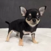 チワワ(スムース)