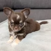 チワワ(ロング)