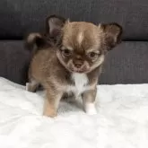 チワワ(ロング)