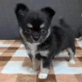 チワワ(ロング)