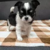 チワワ(ロング)