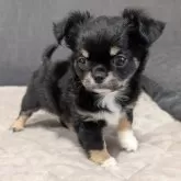 チワワ(ロング)