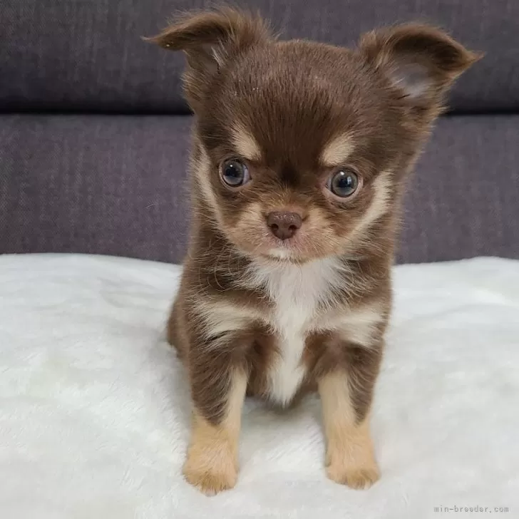 ID:2403-04202の子犬