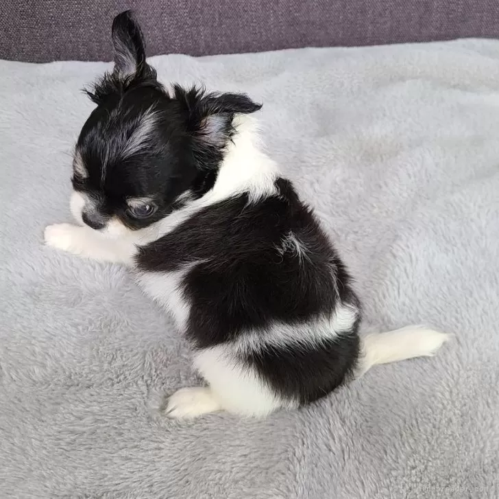 ID:2409-04205の子犬
