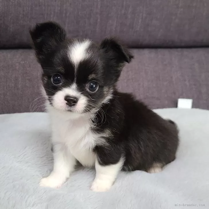 ID:2406-00653の子犬