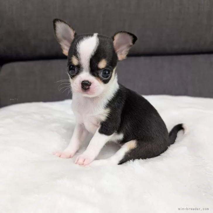 ID:2410-05531の子犬