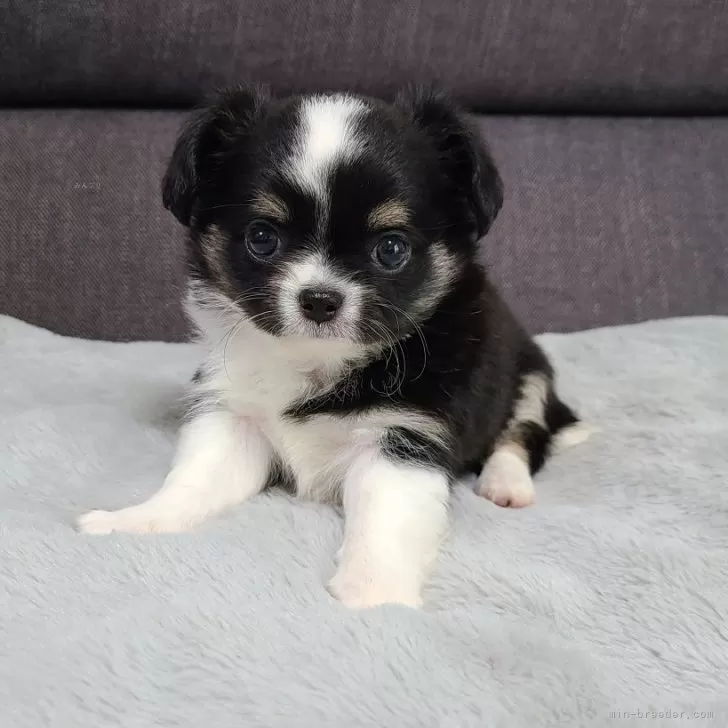 ID:2407-01848の子犬