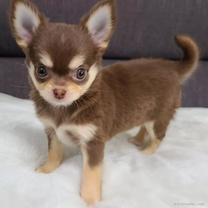ID:2404-01610の子犬