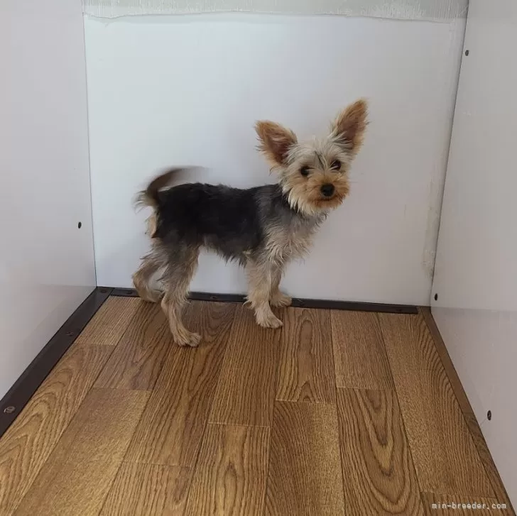 S.K 様のお迎えした子犬