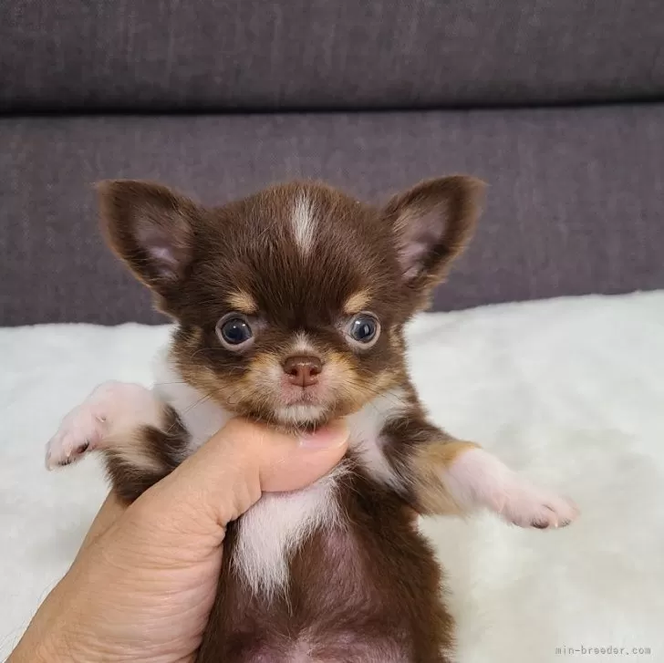 ID:2407-08253の子犬