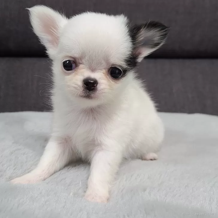 ID:2403-02396の子犬