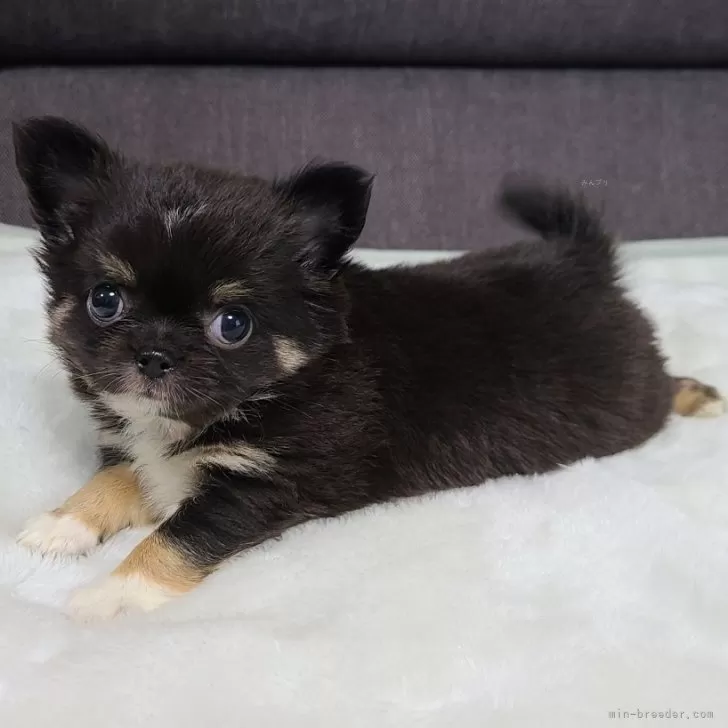 HITOMI 様のお迎えした子犬