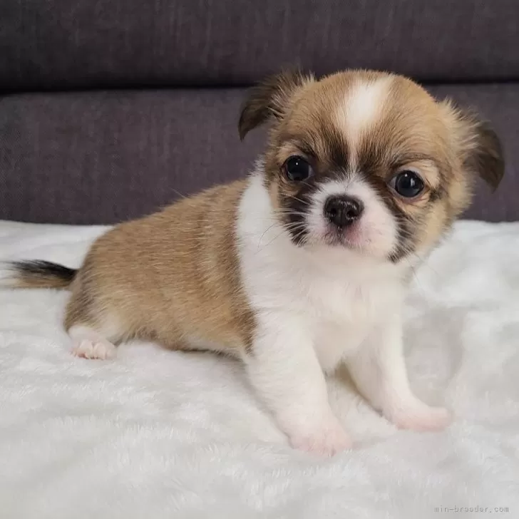 MMM 様のお迎えした子犬