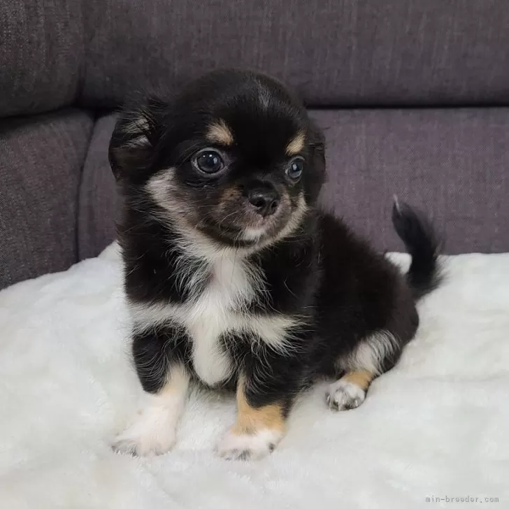ID:2407-01846の子犬