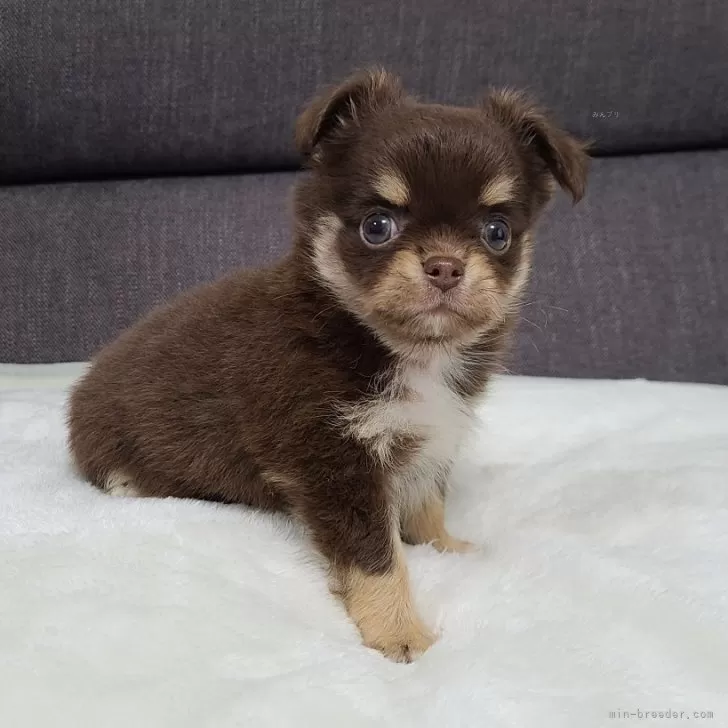 みっきぃ 様のお迎えした子犬