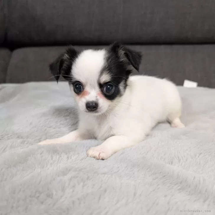 ID:2410-03774の子犬