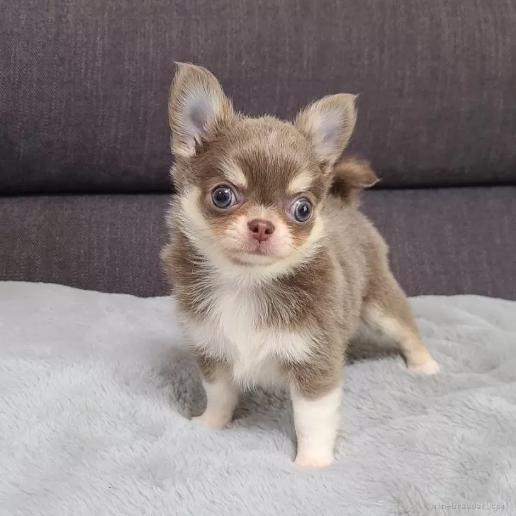 ID:2407-00028の子犬