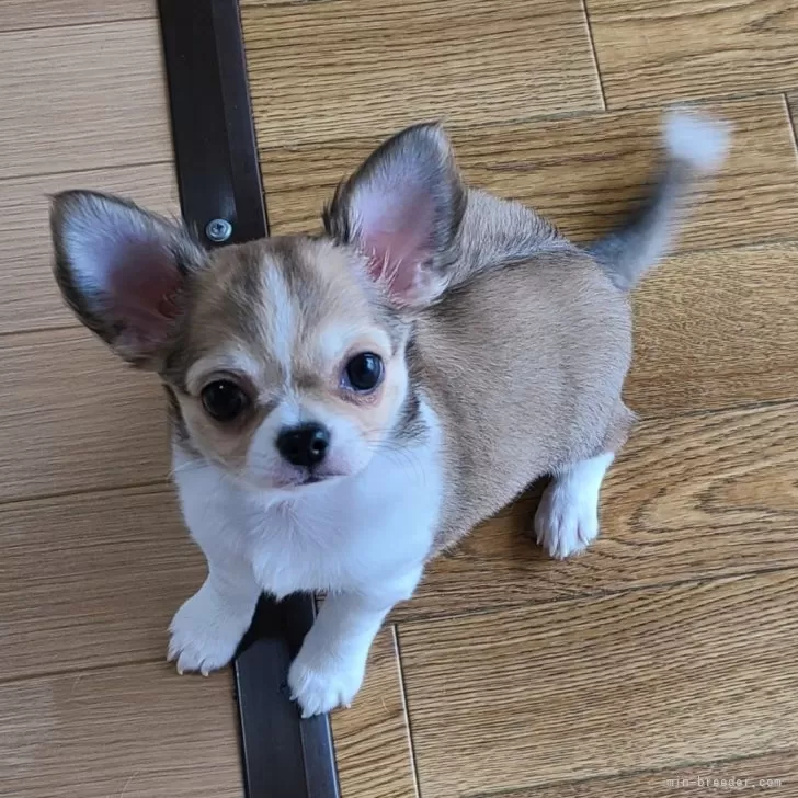 ID:2401-06130の子犬