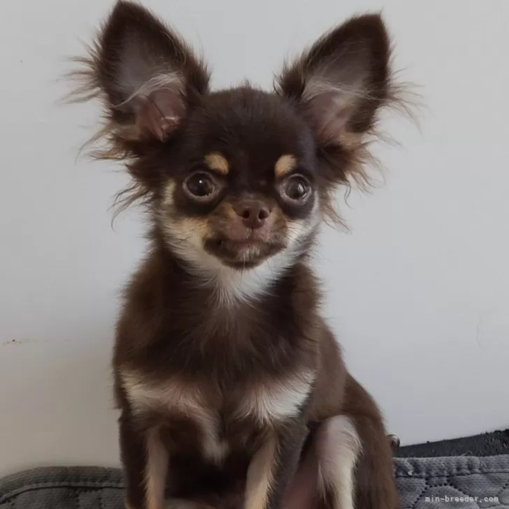ID:2403-04032の子犬