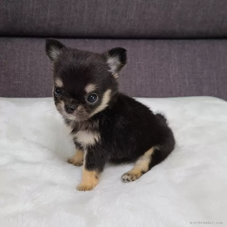 ID:2408-06572の子犬