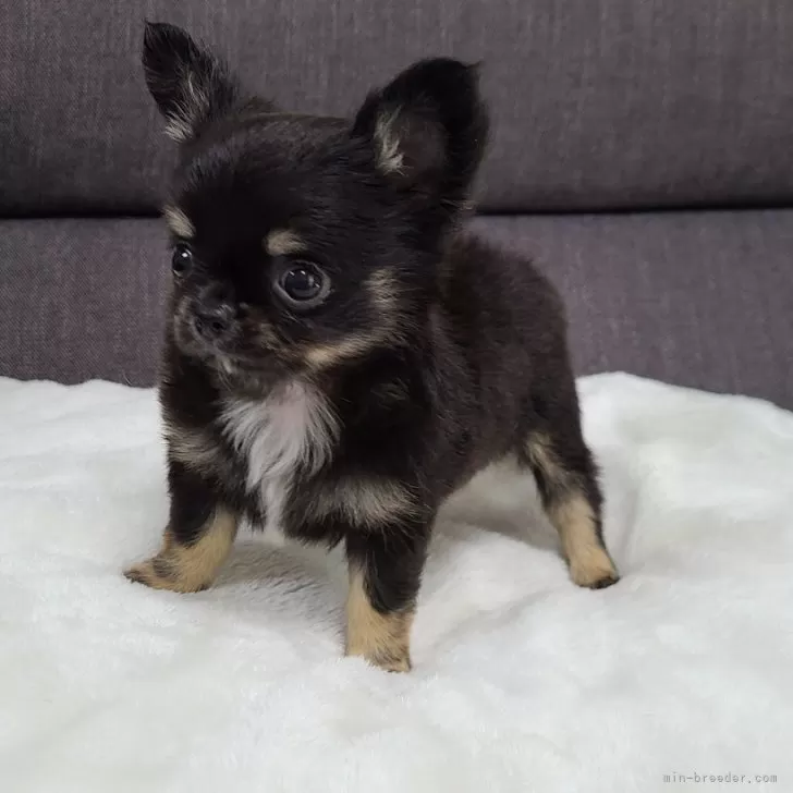 タケ 様のお迎えした子犬