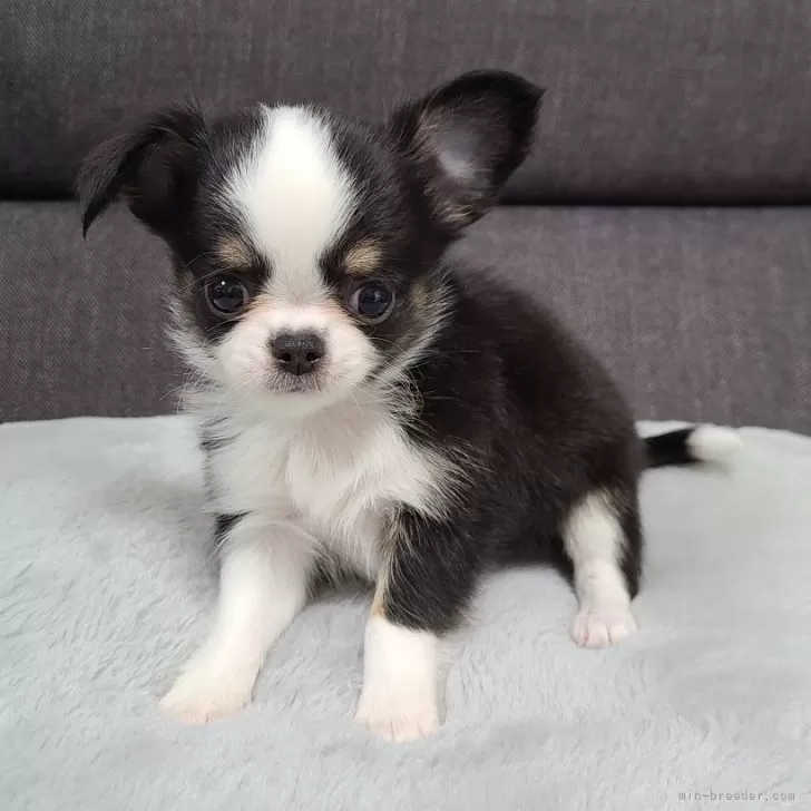 ID:2403-02393の子犬