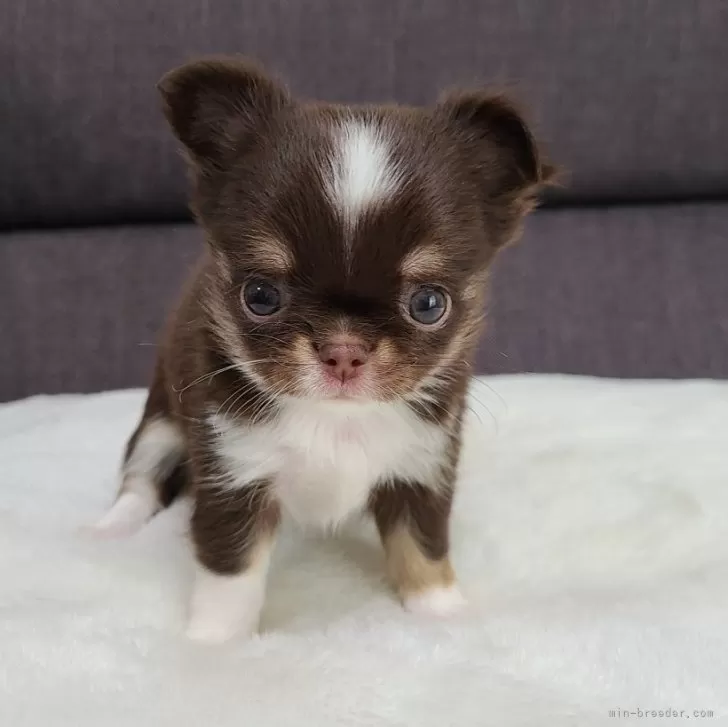 ID:2408-01185の子犬