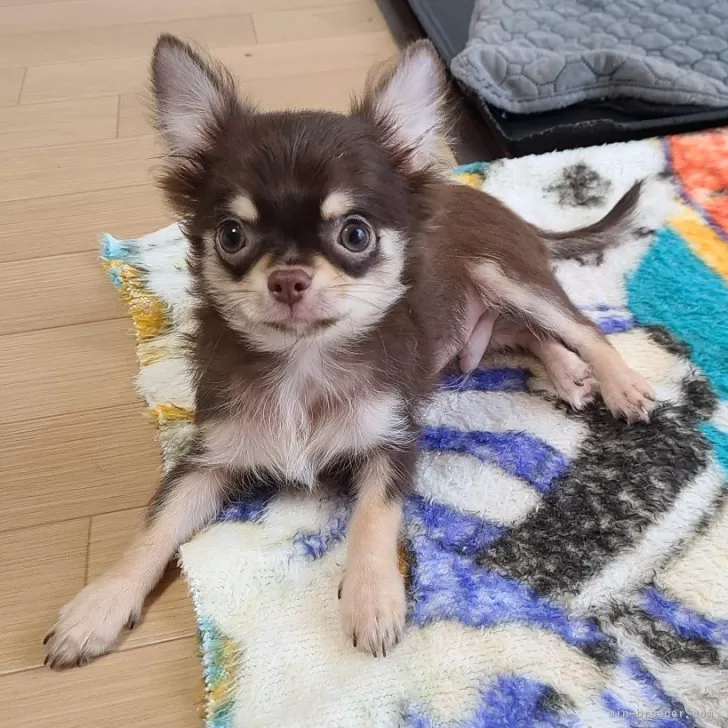 そらママ 様のお迎えした子犬