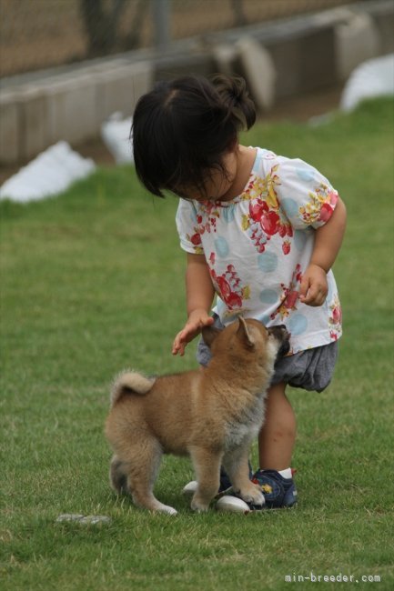 子供大好き｜相良　香(さがら　かおり)ブリーダー(埼玉県・柴犬・JKC/日本犬保存会登録)の紹介写真3