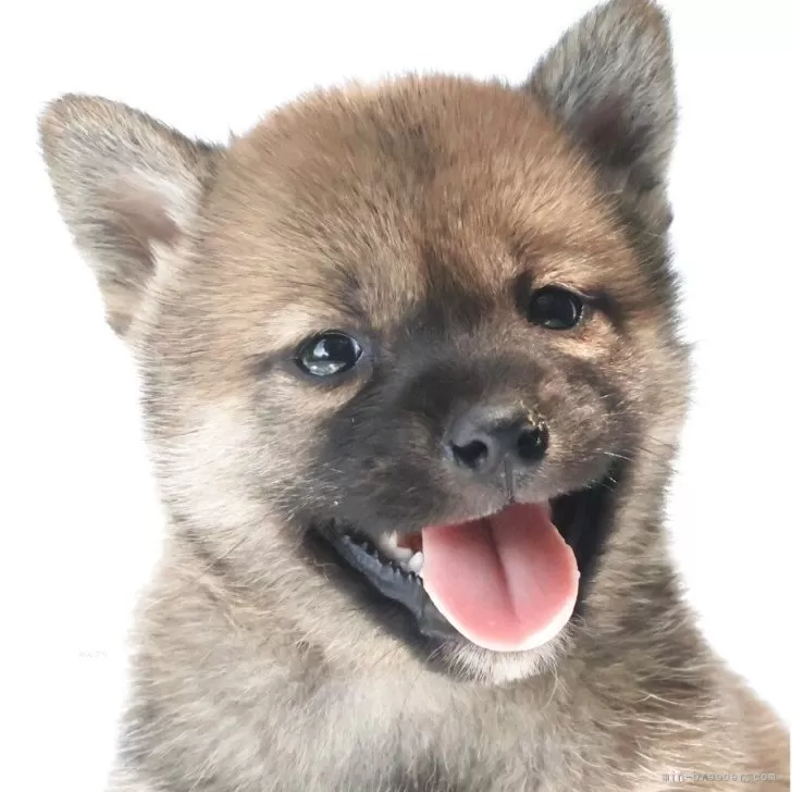 柴犬(標準サイズ)【埼玉県・女の子・2025年5月3日・赤】の写真1「少し小さめな綺麗な色の女の子」