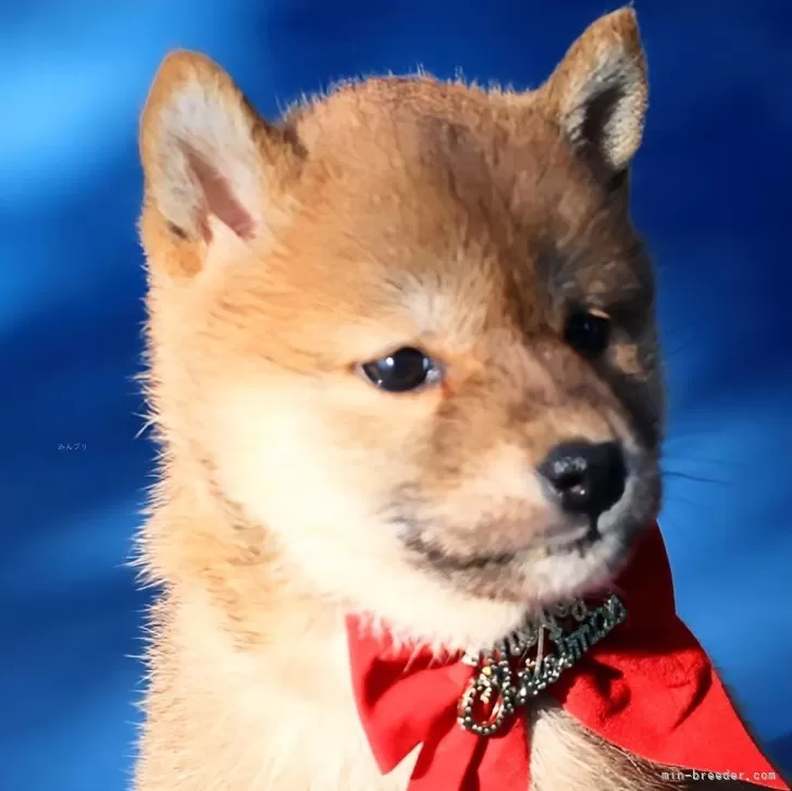 J.S 様のお迎えした子犬