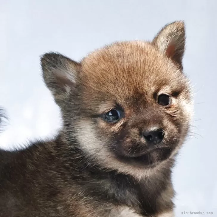 Y.K 様のお迎えした子犬