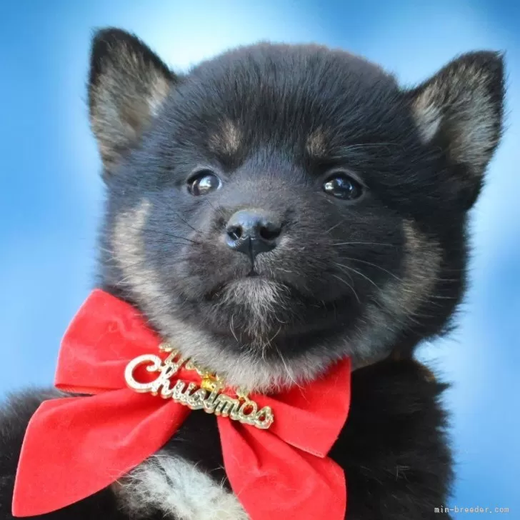 T.A 様のお迎えした子犬