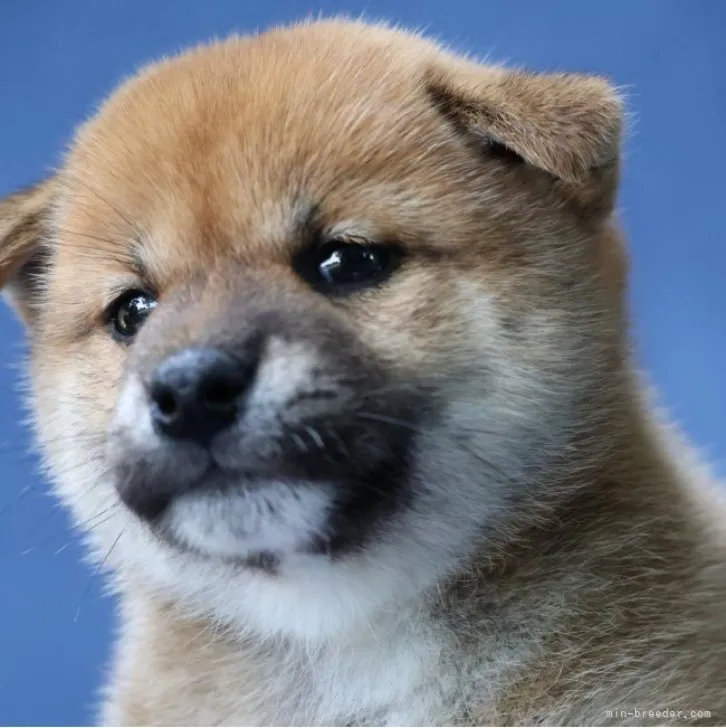 Danpin 様のお迎えした子犬