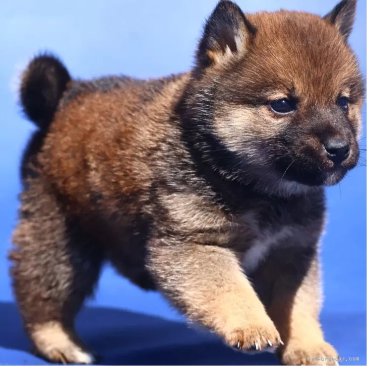 まちゃひこ 様のお迎えした子犬