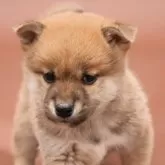 柴犬(標準サイズ)【埼玉県・男の子・2024年2月8日・赤】の写真1「色も綺麗な男の子です。少し大きくなりました。」