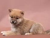 柴犬(標準サイズ)【埼玉県・男の子・2024年2月8日・赤】の写真3「もう少しで耳が立ちます」