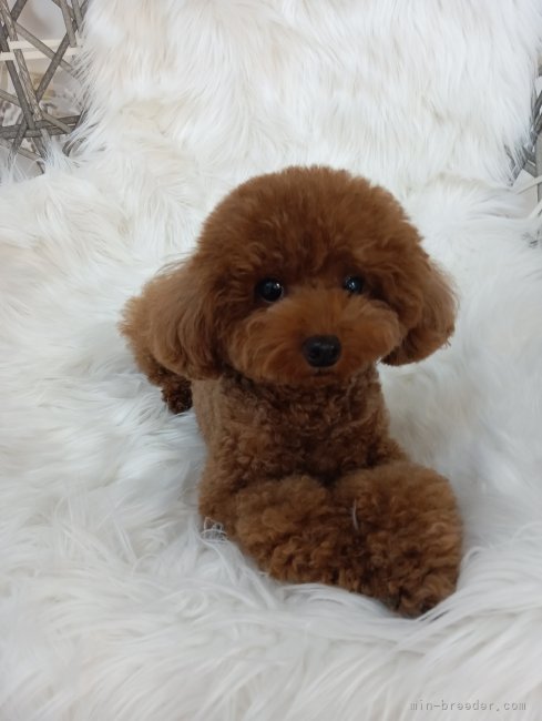 看板犬ポニョです🎵｜鈴木　真己(すずき　まい)ブリーダー(山梨県・トイプードルなど・JKC登録)の紹介写真1