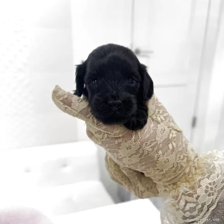 ダップー(ティーカッププードル×カニンヘンダックスフンド)【山梨県・男の子・2025年10月22日・ブラック】の写真1