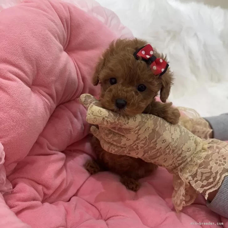 M.G 様のお迎えした子犬