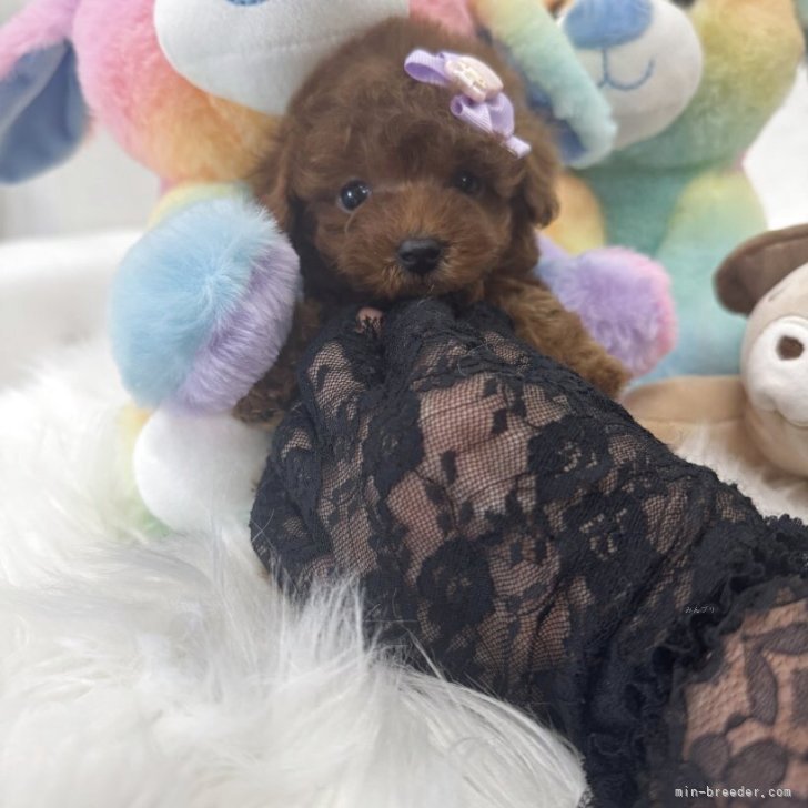 ブリーダー画像