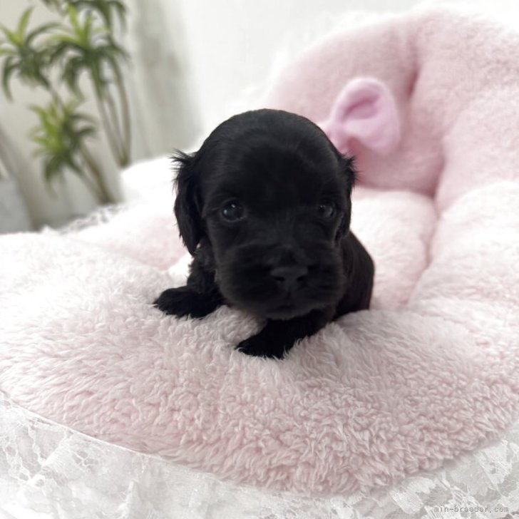 ブリーダー画像