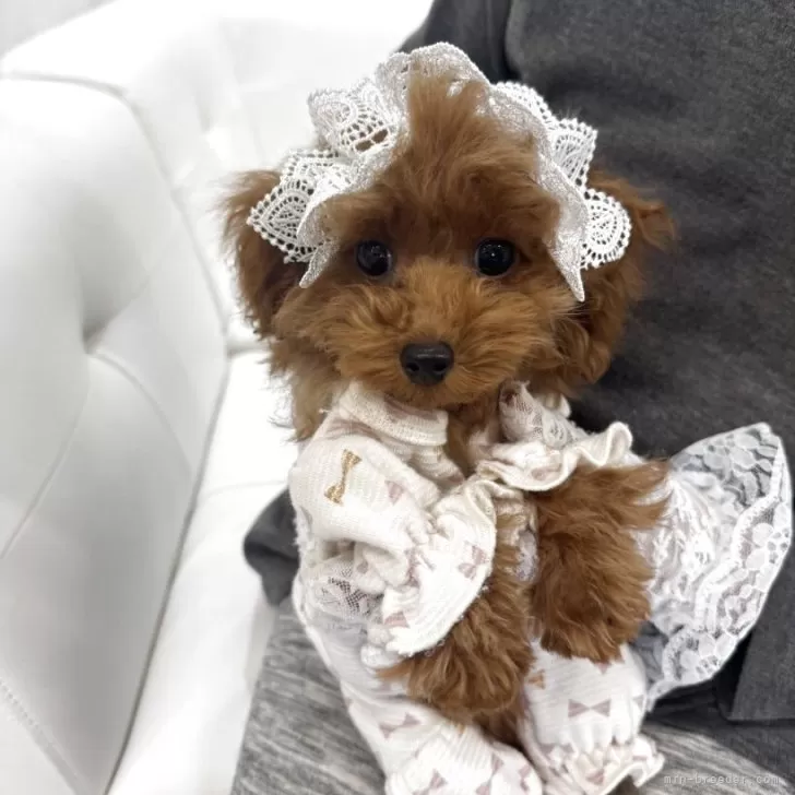 ティーカッププードル【山梨県・女の子・2025年7月5日・レッド】の写真1